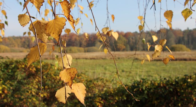 Herbstimpressionen