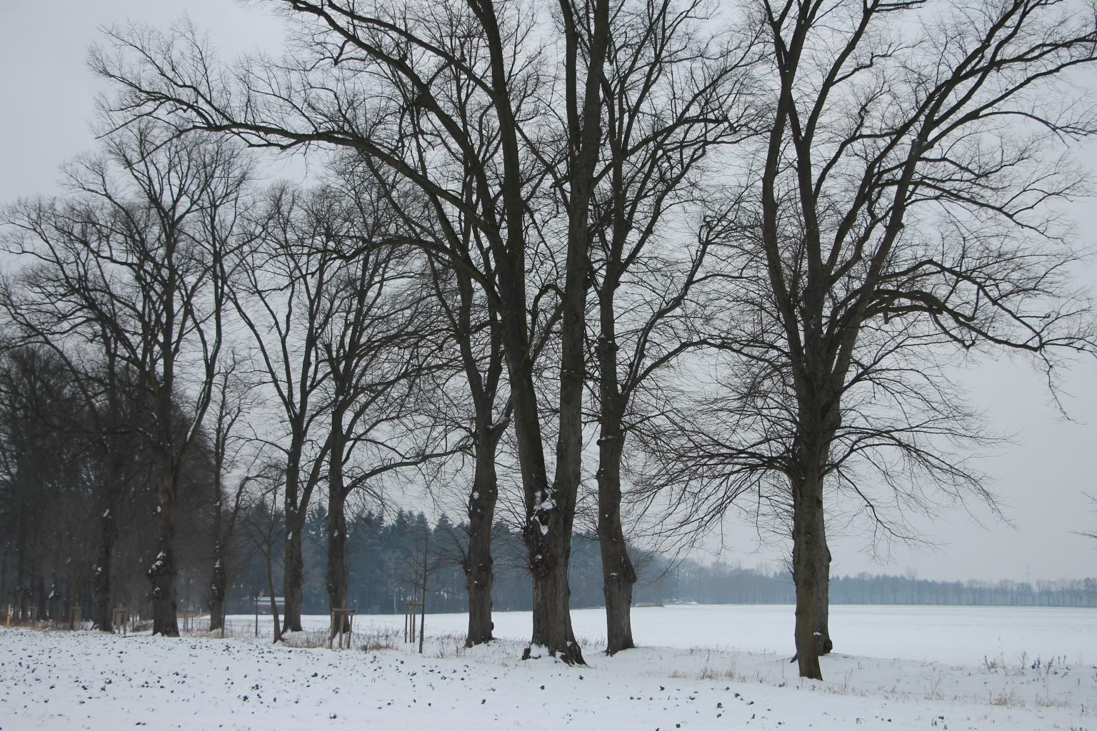 Winterlandschaft