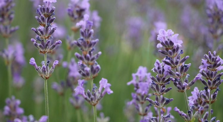 Garten in eine Wohlfühloase verwandeln