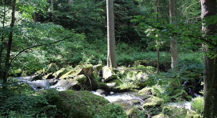 mit Kindern die Natur entdecken