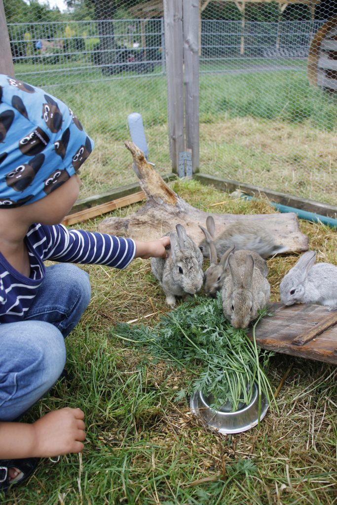 Haustier für Kinder Kaninchen