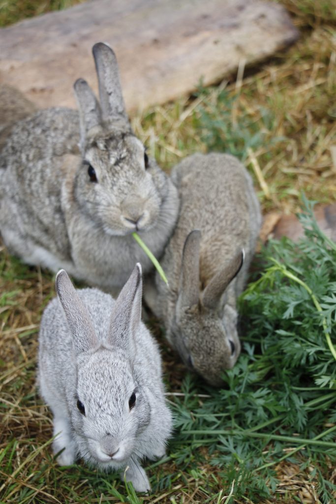 Kaninchen als Haustier