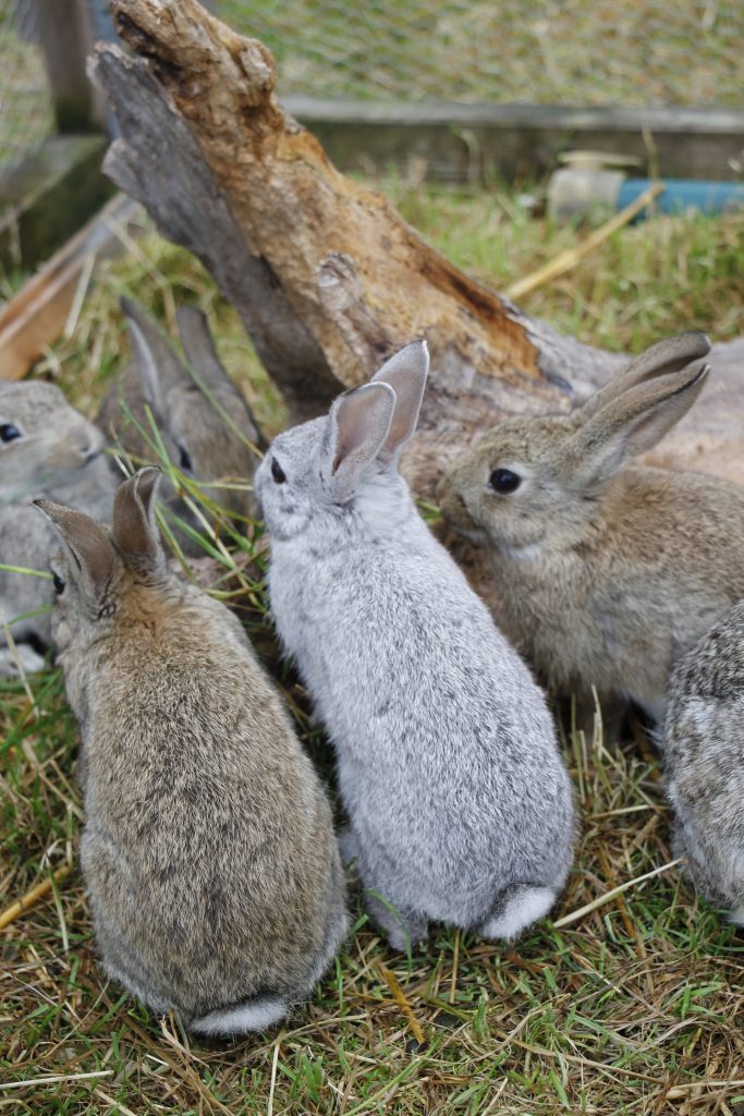 Kaninchen als Weihnachtsgeschenk