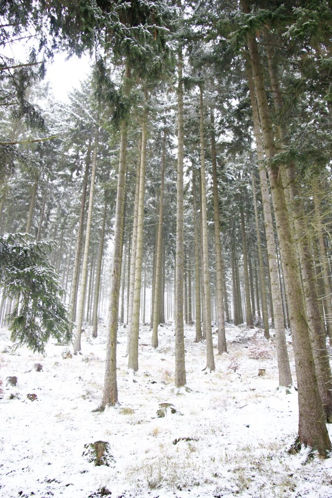 Winterlandschaft Bäume