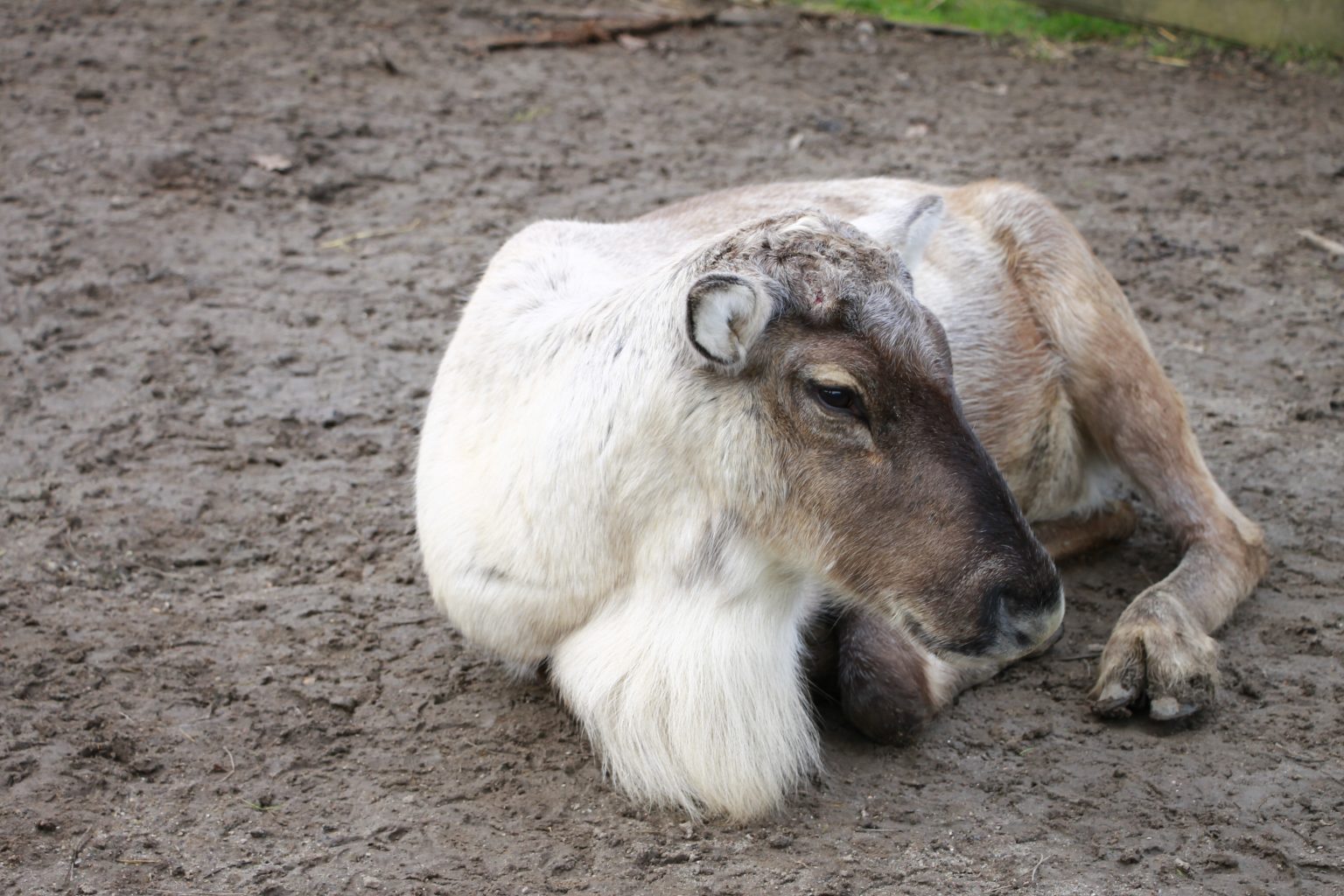 Zoo Nykøping Falster