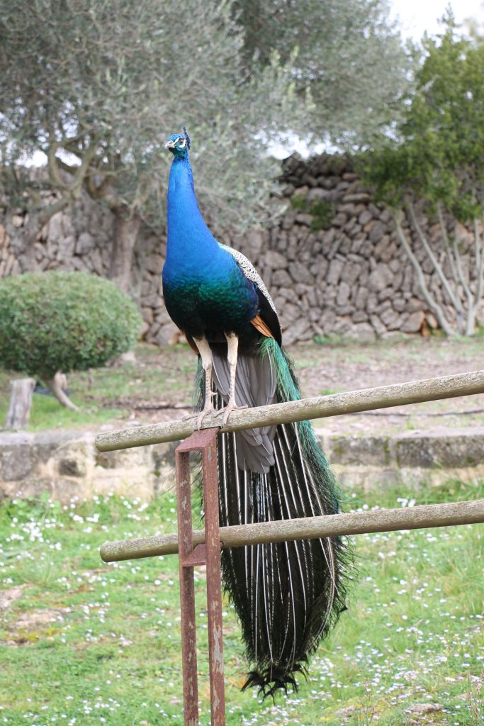 Finca Pública Son Real Mallorca