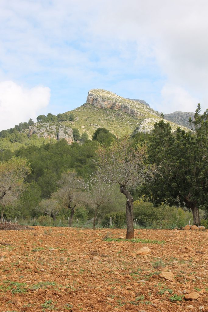 Finca Pública de Galatzó Sehenswürdigkeiten Mallorca Südwesten