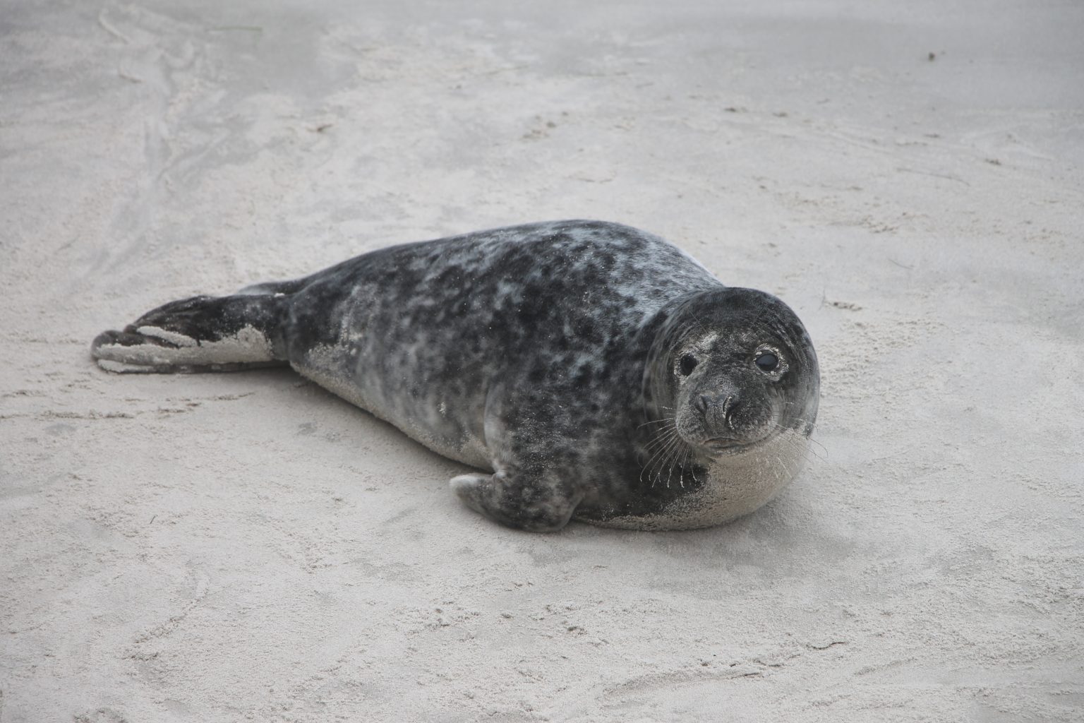 Hvide Sande Strand Seerobben