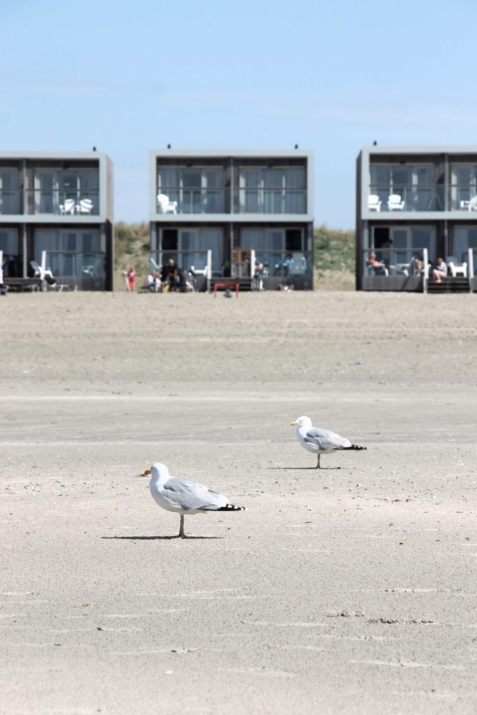 Hundestrand Hoek van Holland