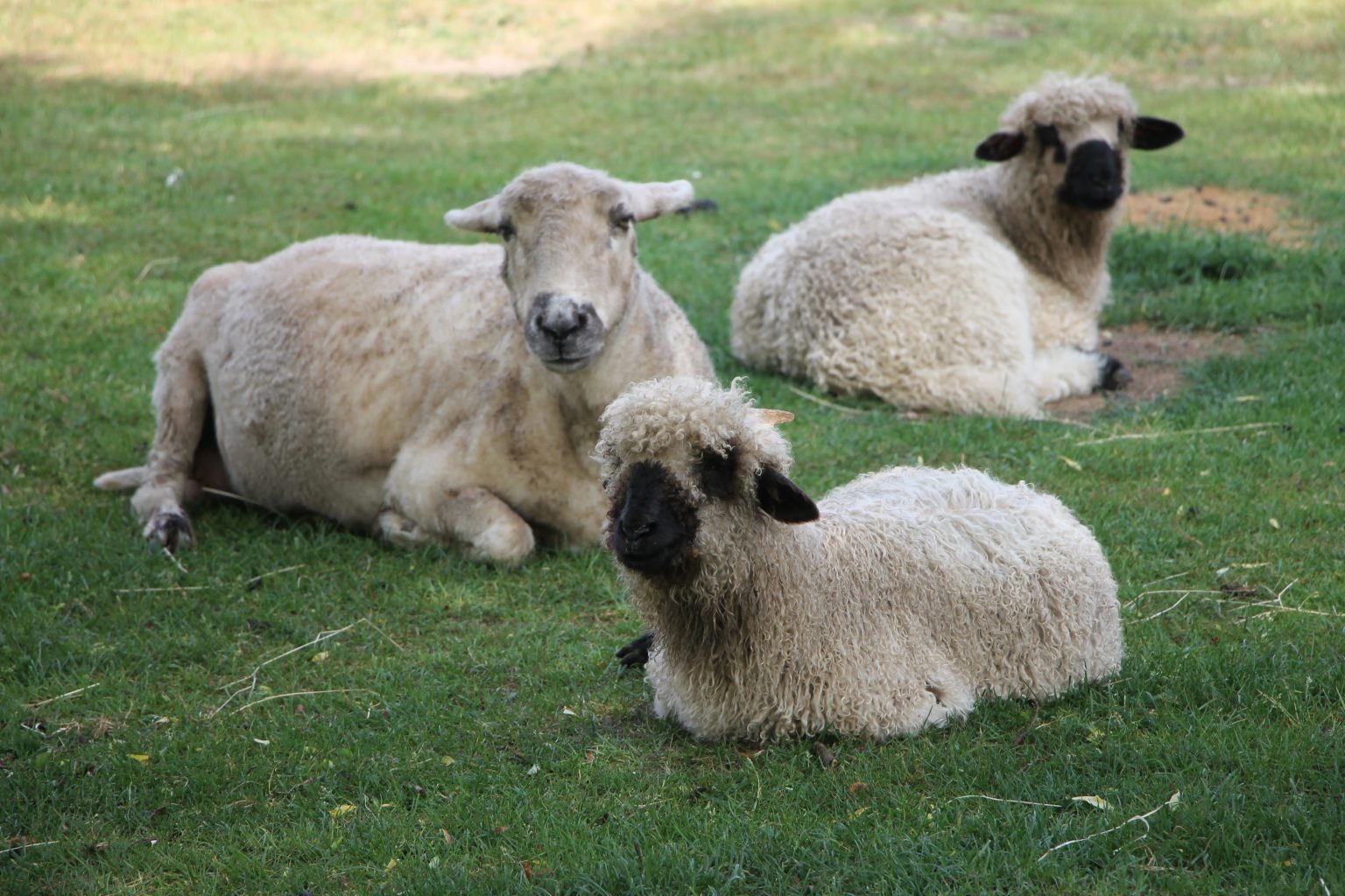 Kinderboerderij Hoek van Holland