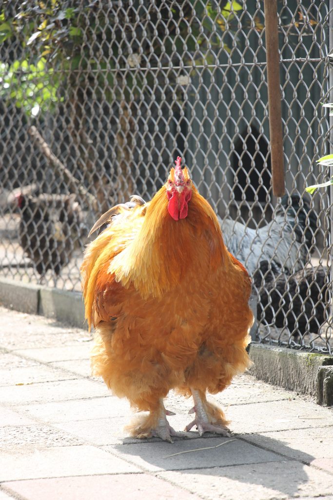 Kinderboerderij Hoek van Holland Ausflugstipps