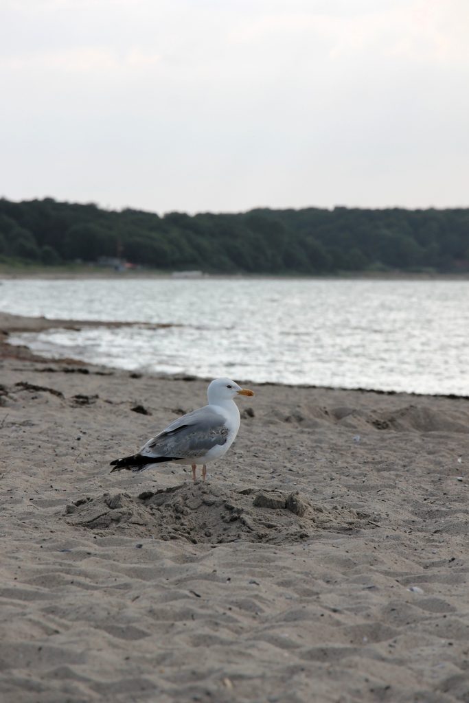 Ostsee Urlaub mit Kindern buchen