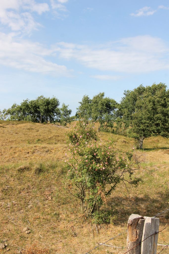 Weißenhäuser Strand Dünen