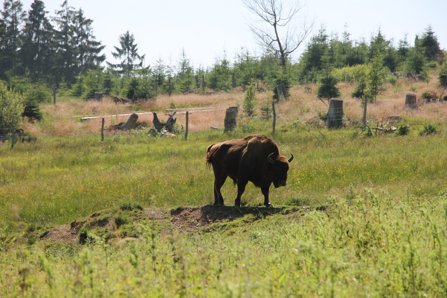 Wisent Welt Wittgenstein Erfahrungen