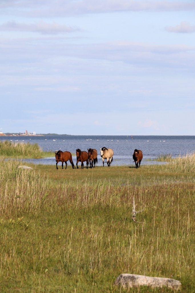 Saaremaa Tipps