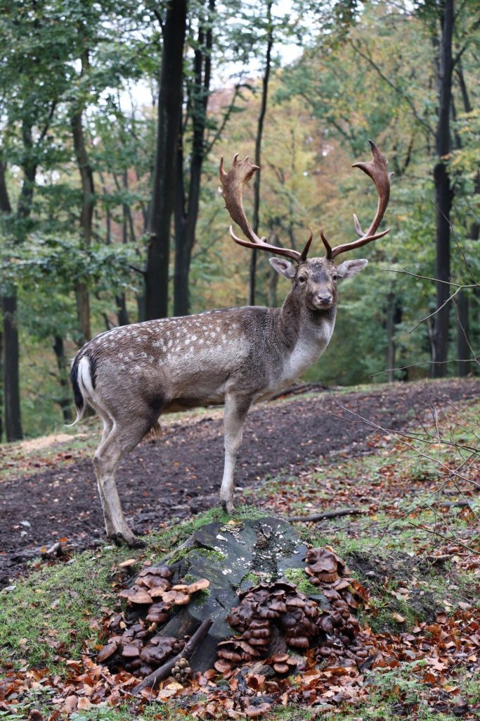 Dyrehaven Tierpark Vejle