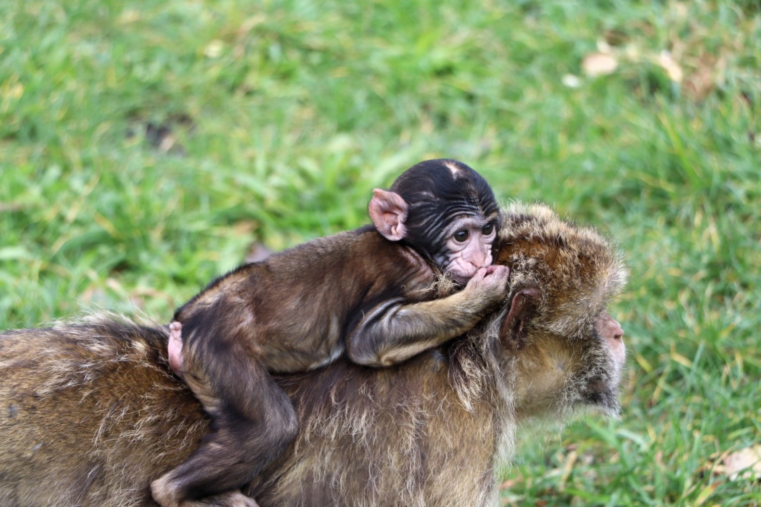 Givskud Zoo Affengehege