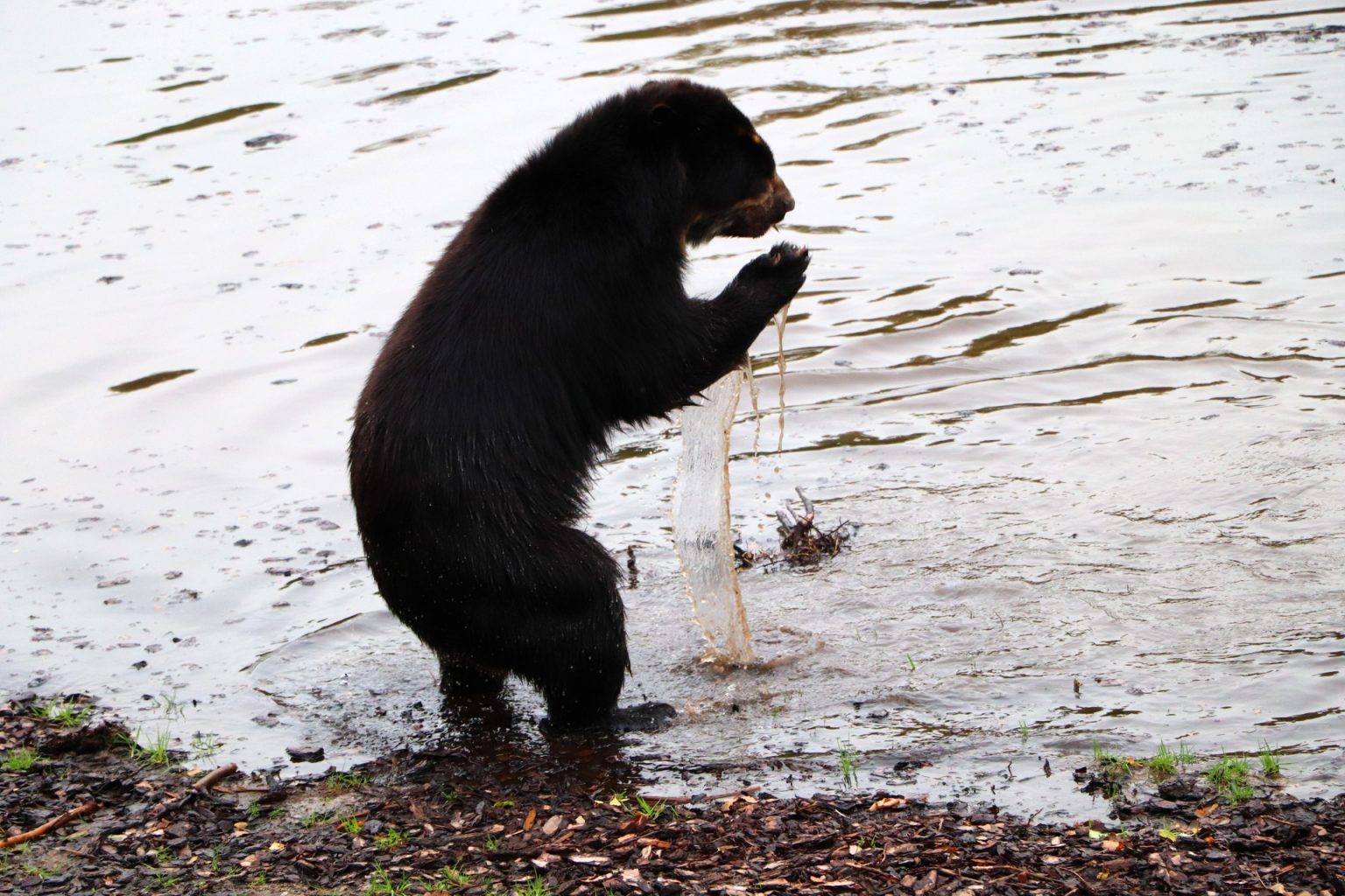 Givskud Zoo Empfehlung