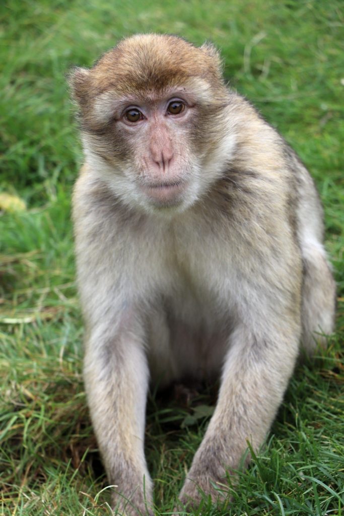 Givskud Zoo Erfahrungen