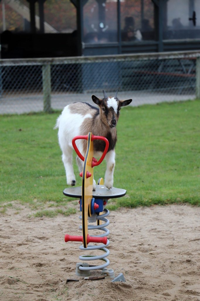 Givskud Zoo Erfahrungsbericht