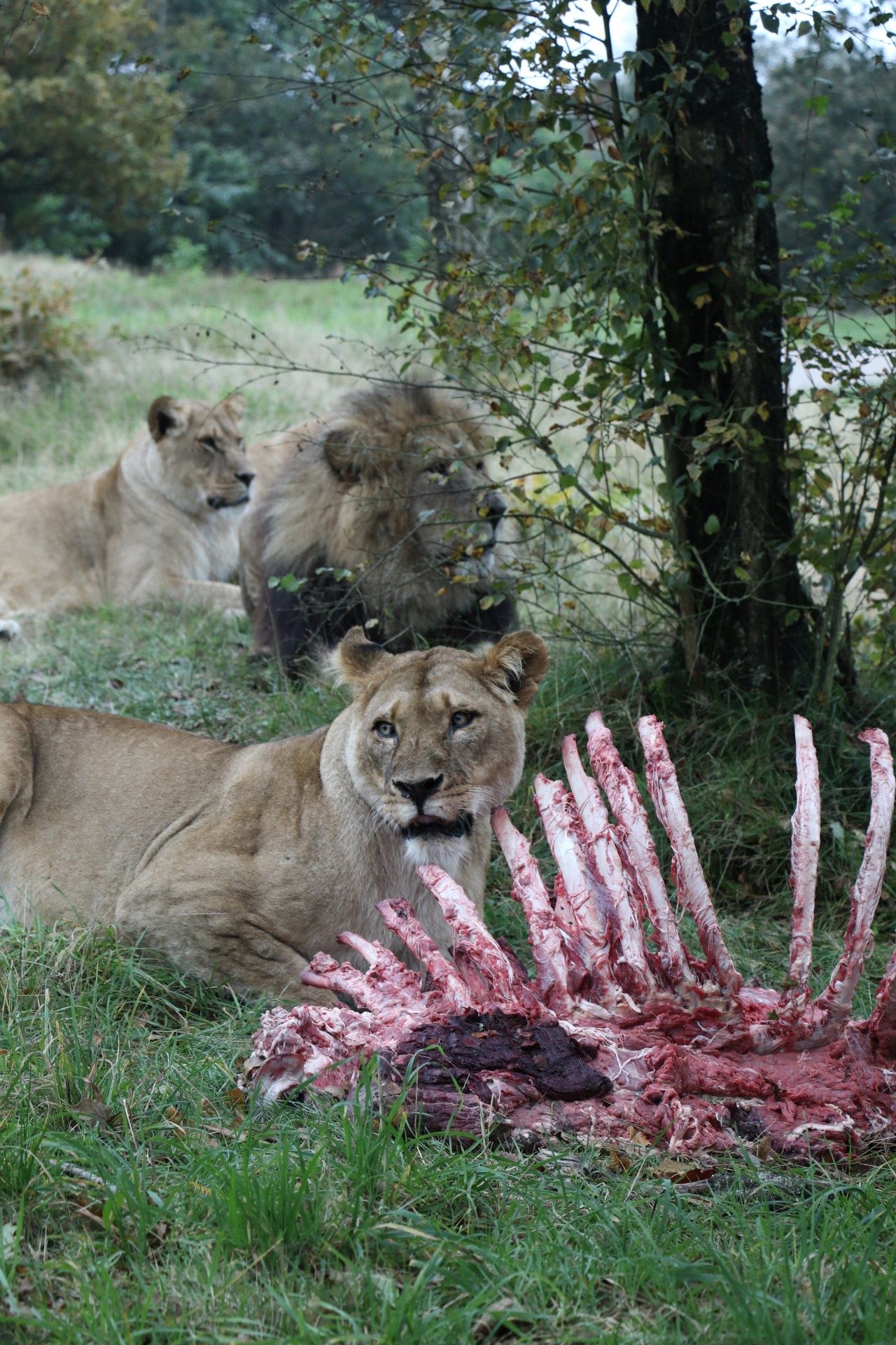 Givskud Zoo Löwengehege - Lavendelblog