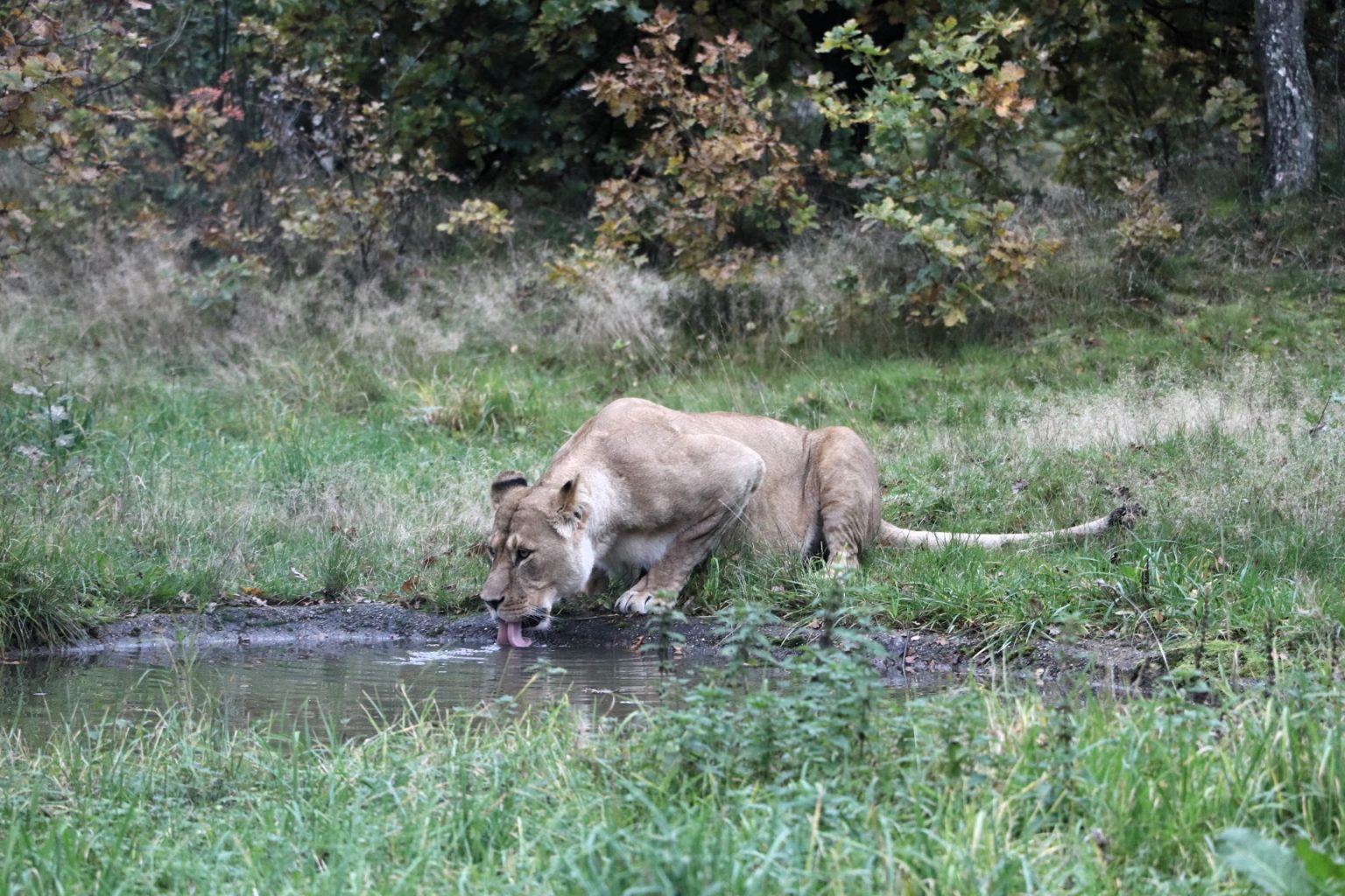 Givskud Zoo Safaripark