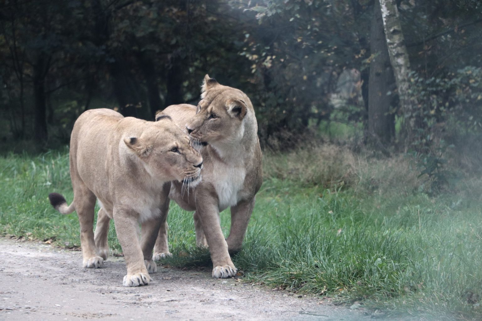 Givskud Zoo lohnt es sich