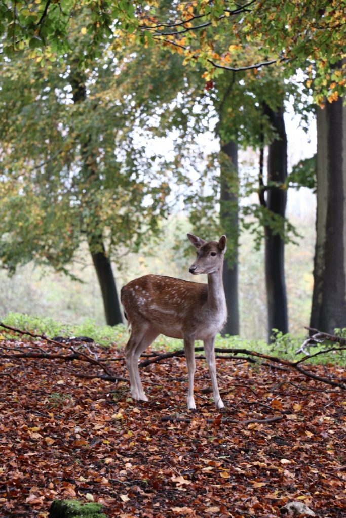 Vejle Dyrehaven Tierpark