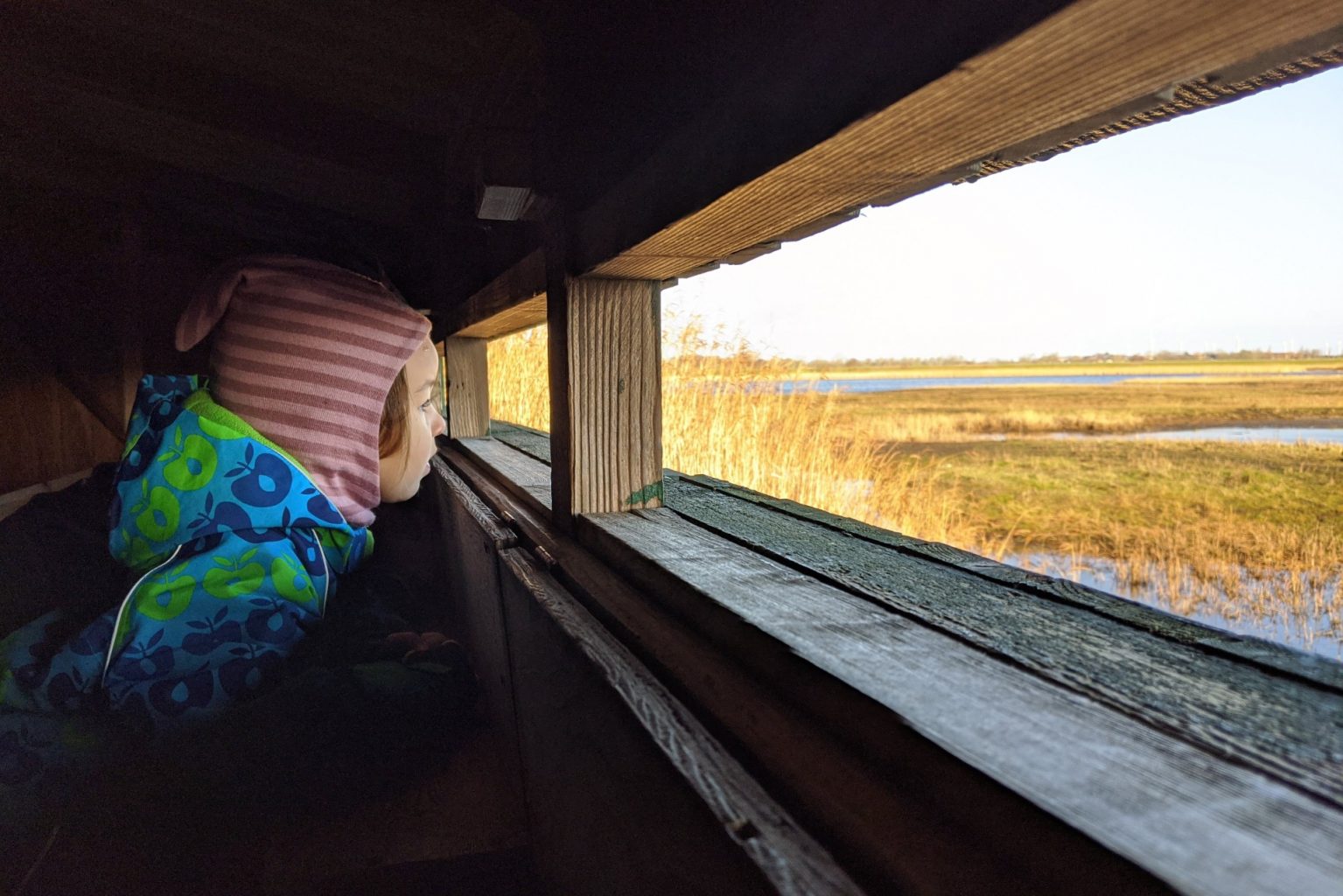 Fehmarn Wallnau Vogelschutzgebiet