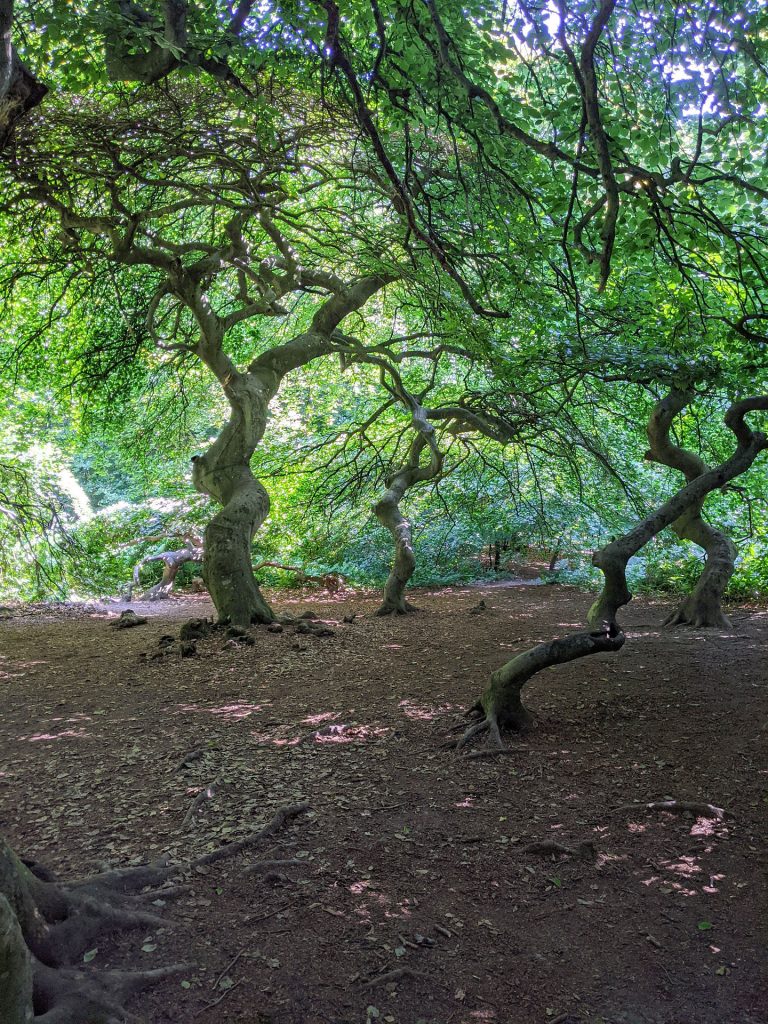 Rügen Hexenwald