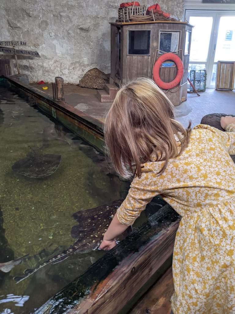 Aquarium Thyborøn Streichelbecken