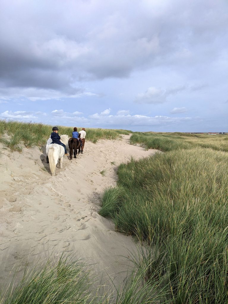 Havhest Reiten Nordwestjütland