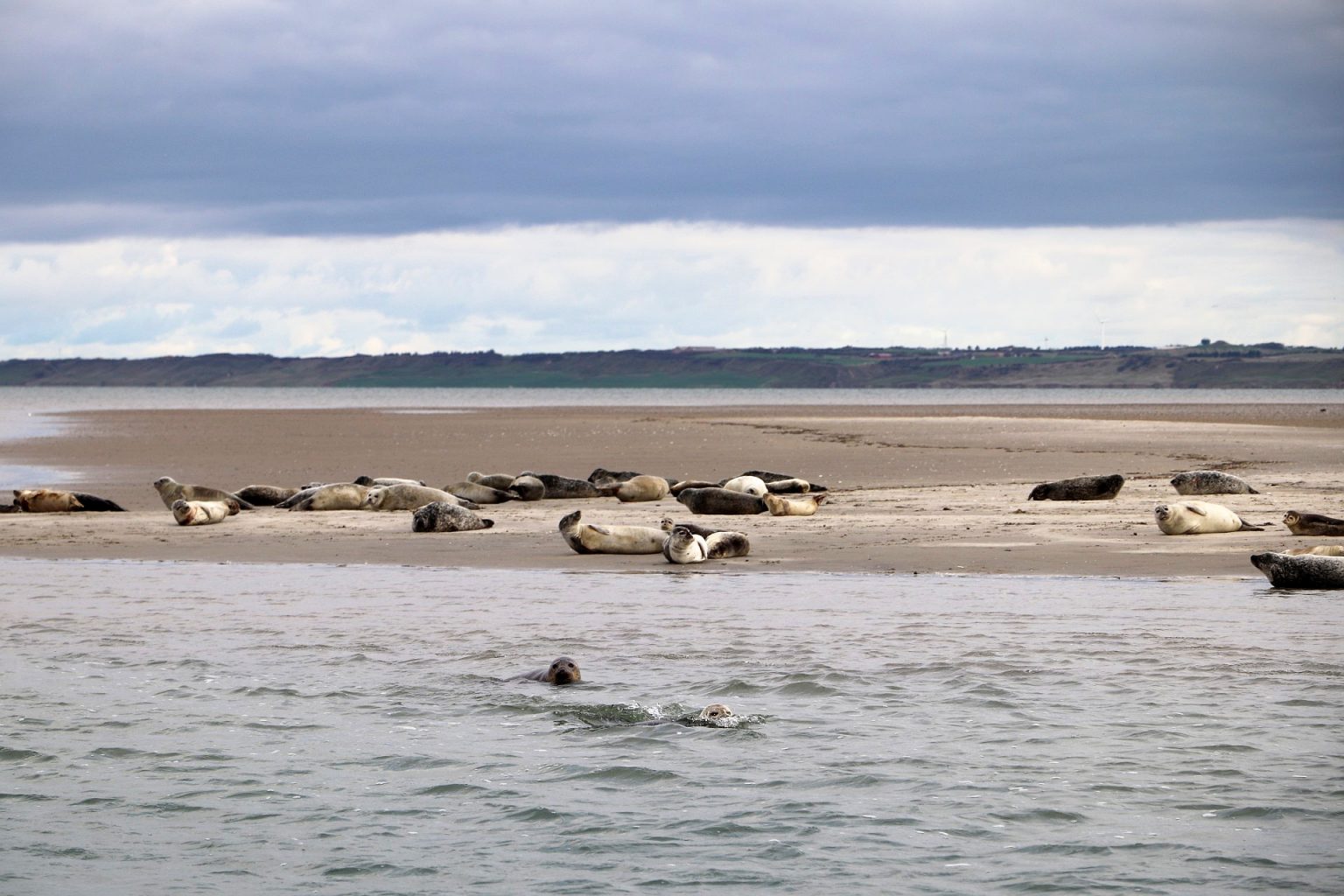 Robbensafari Jyllandsakvariet