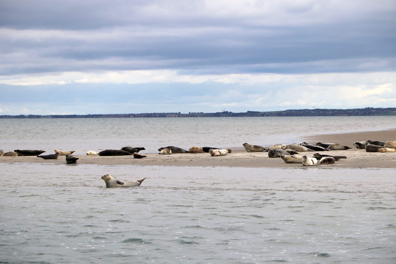 Robbensafari Thyborøn