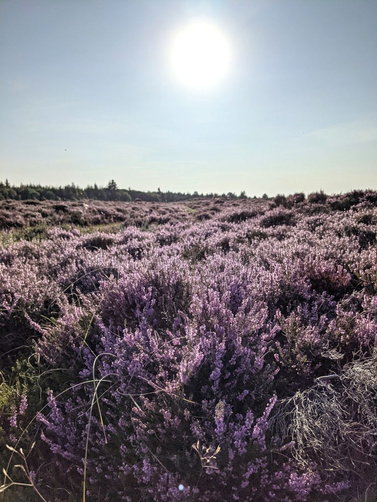 Fanø Heidespaziergang