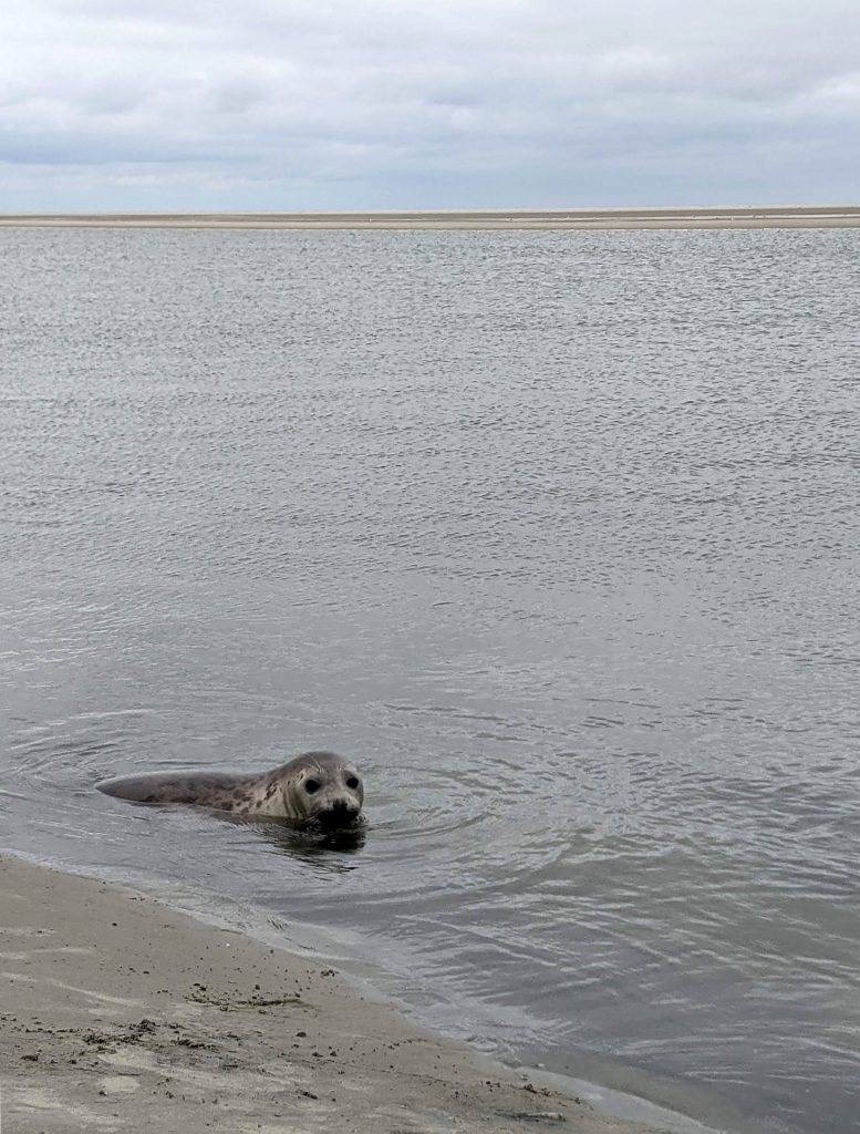 Fanø Robbensafari