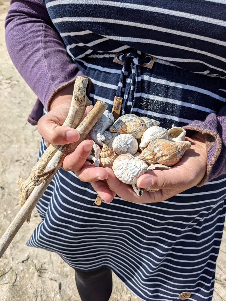 Muscheln sammeln Fanø