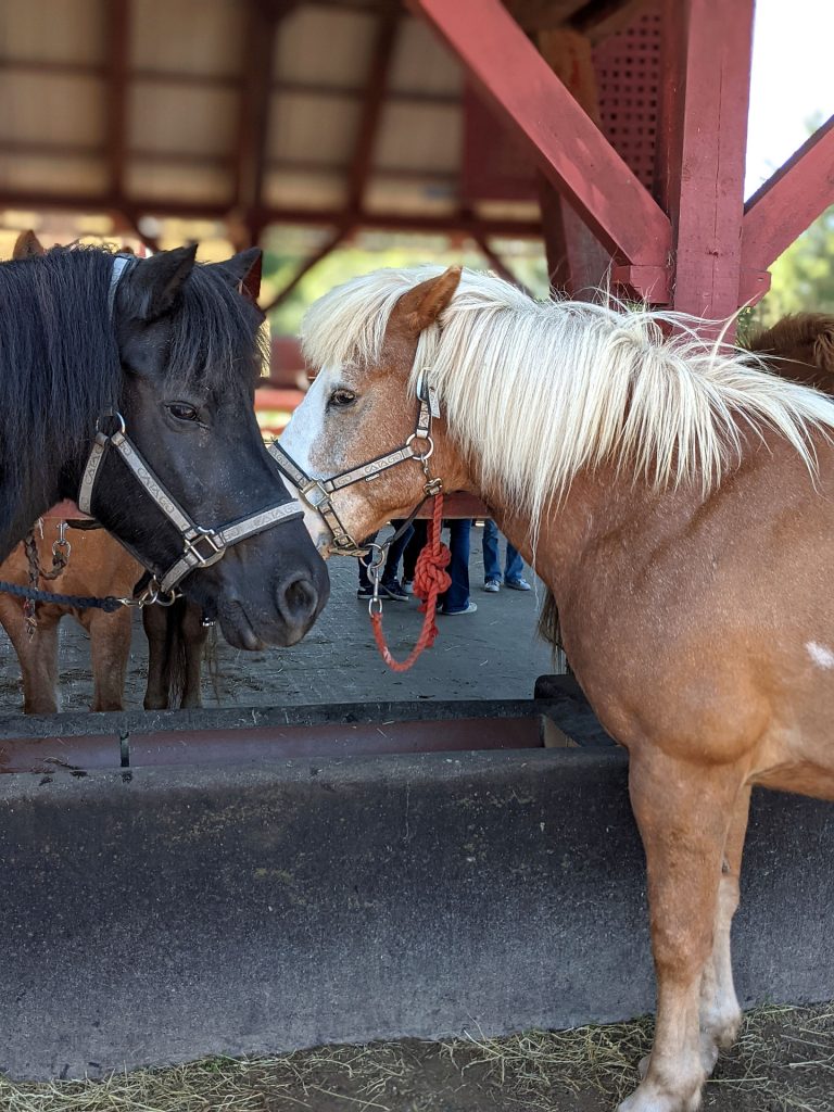 Nordjütland Ponyspaziergang Kinder