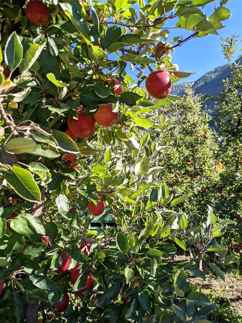 Südtirol mit Kindern Tipps