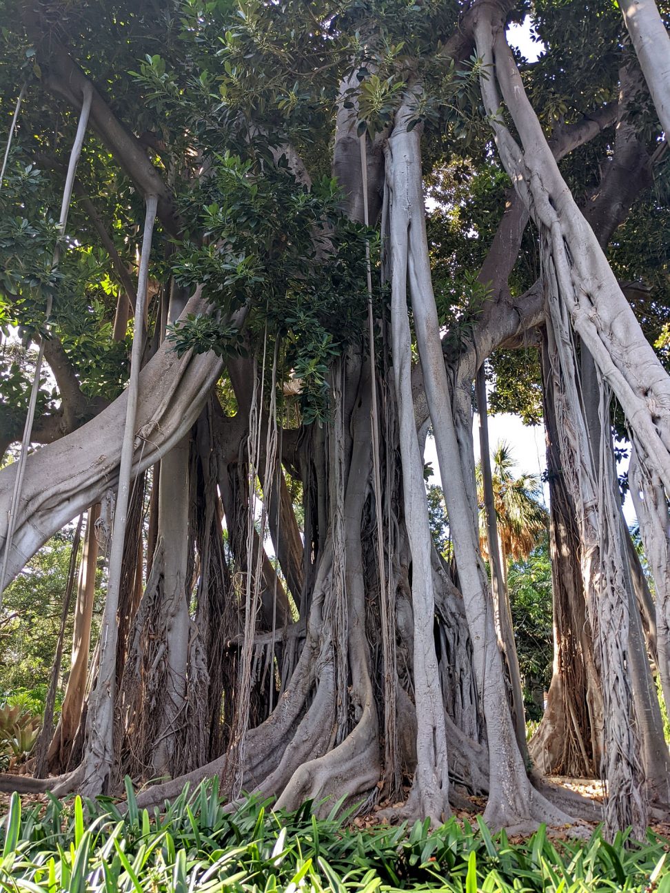 Puerto botanischer Garten Teneriffa