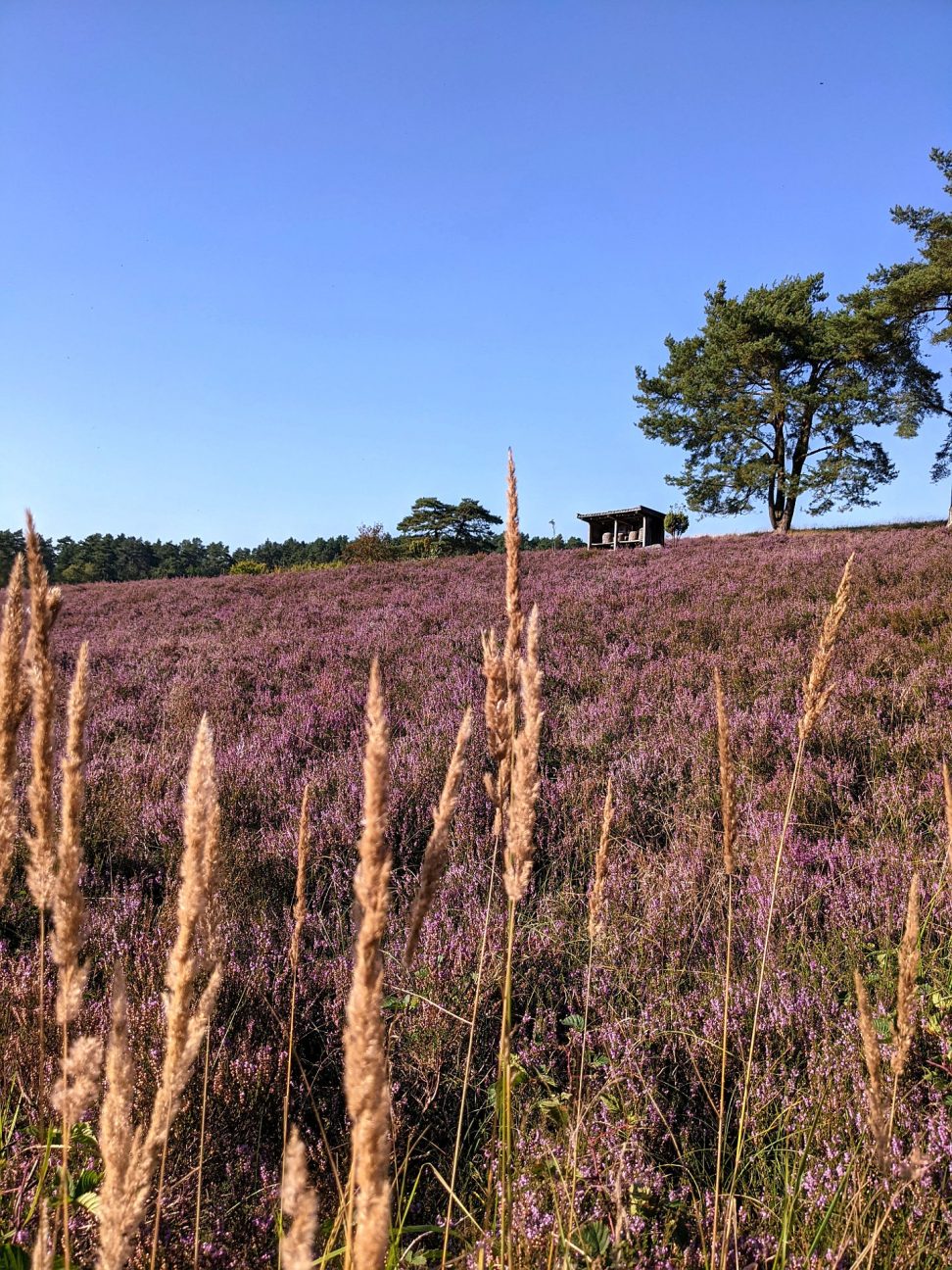 Lüneburger Heide Heideblüte