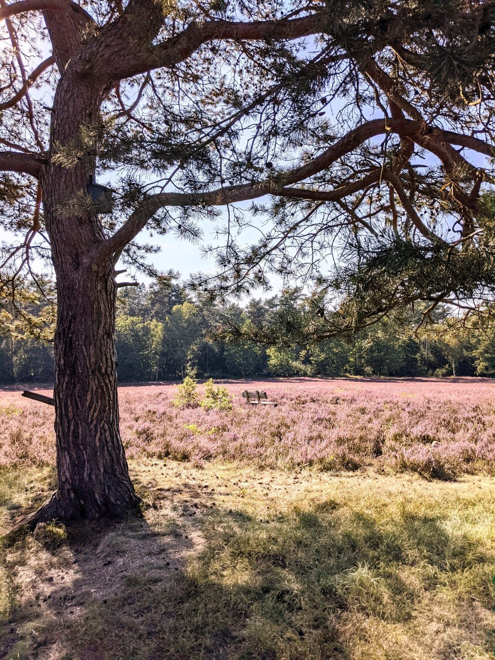 Lüneburger Heide Sehenswürdigkeiten