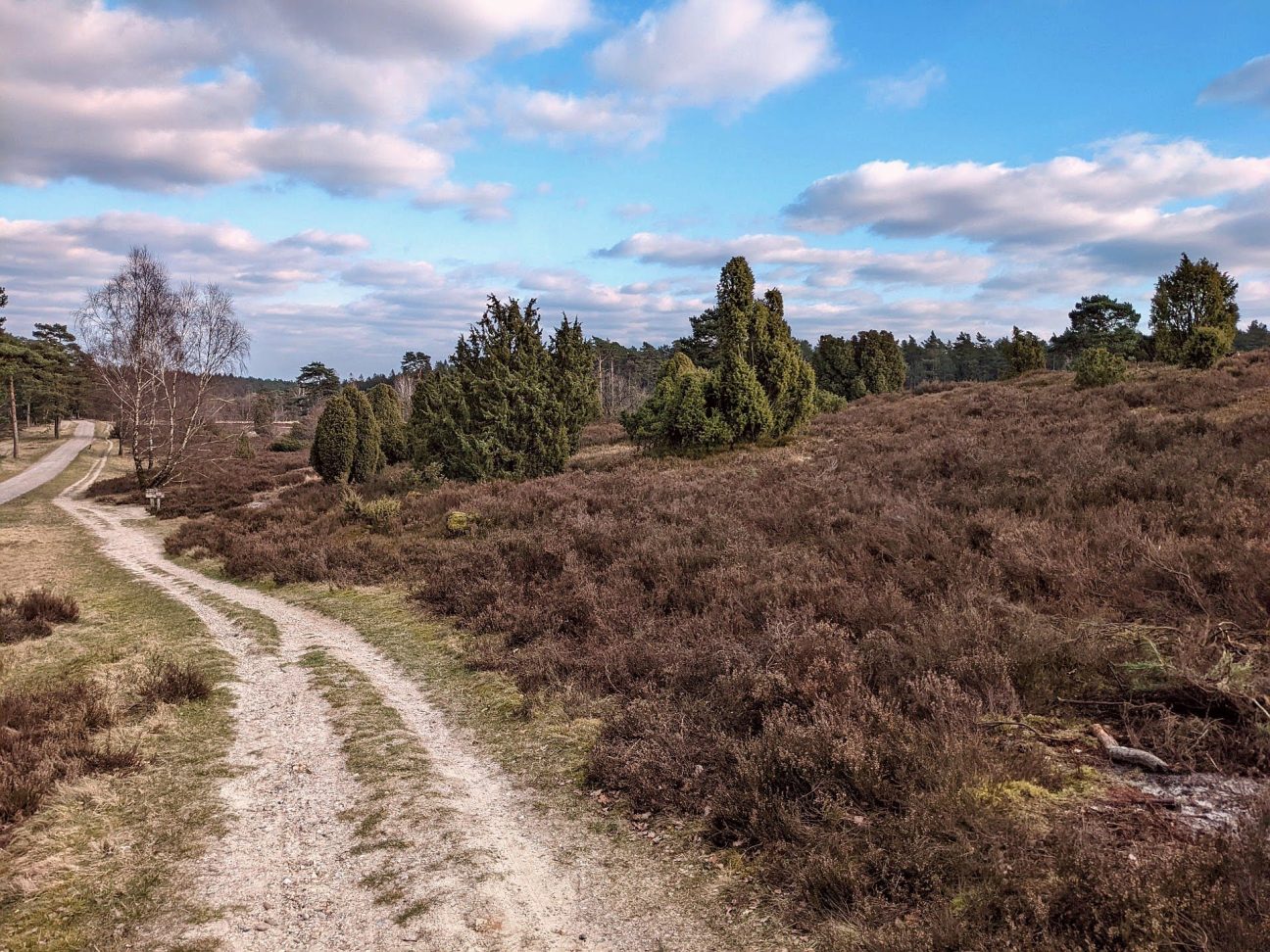 Lüneburger Heide im Winter