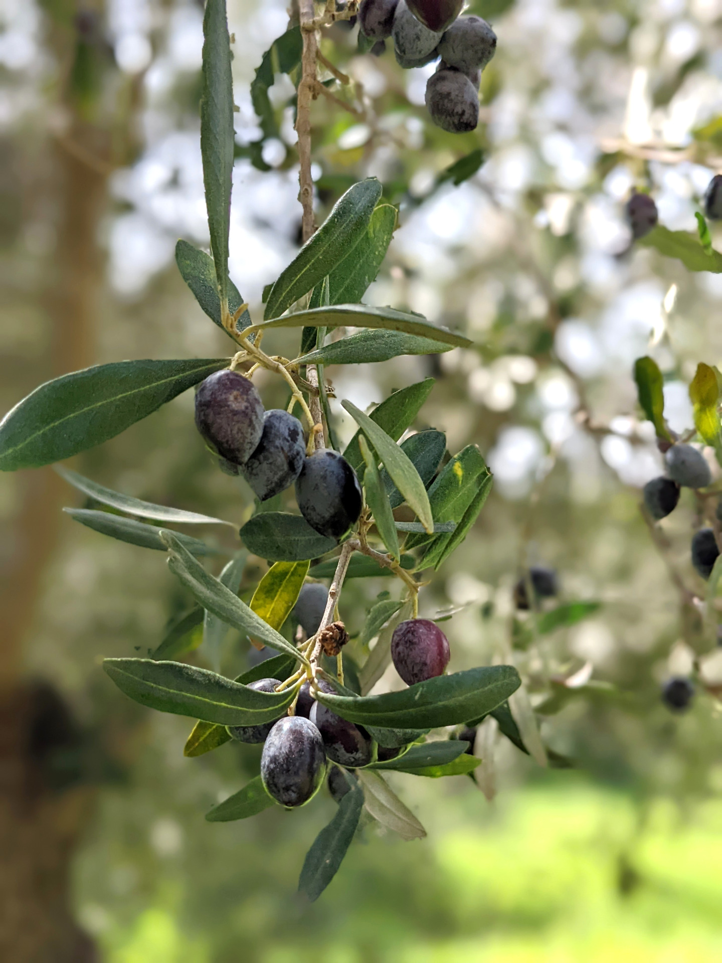 Olivenbäume Kreta