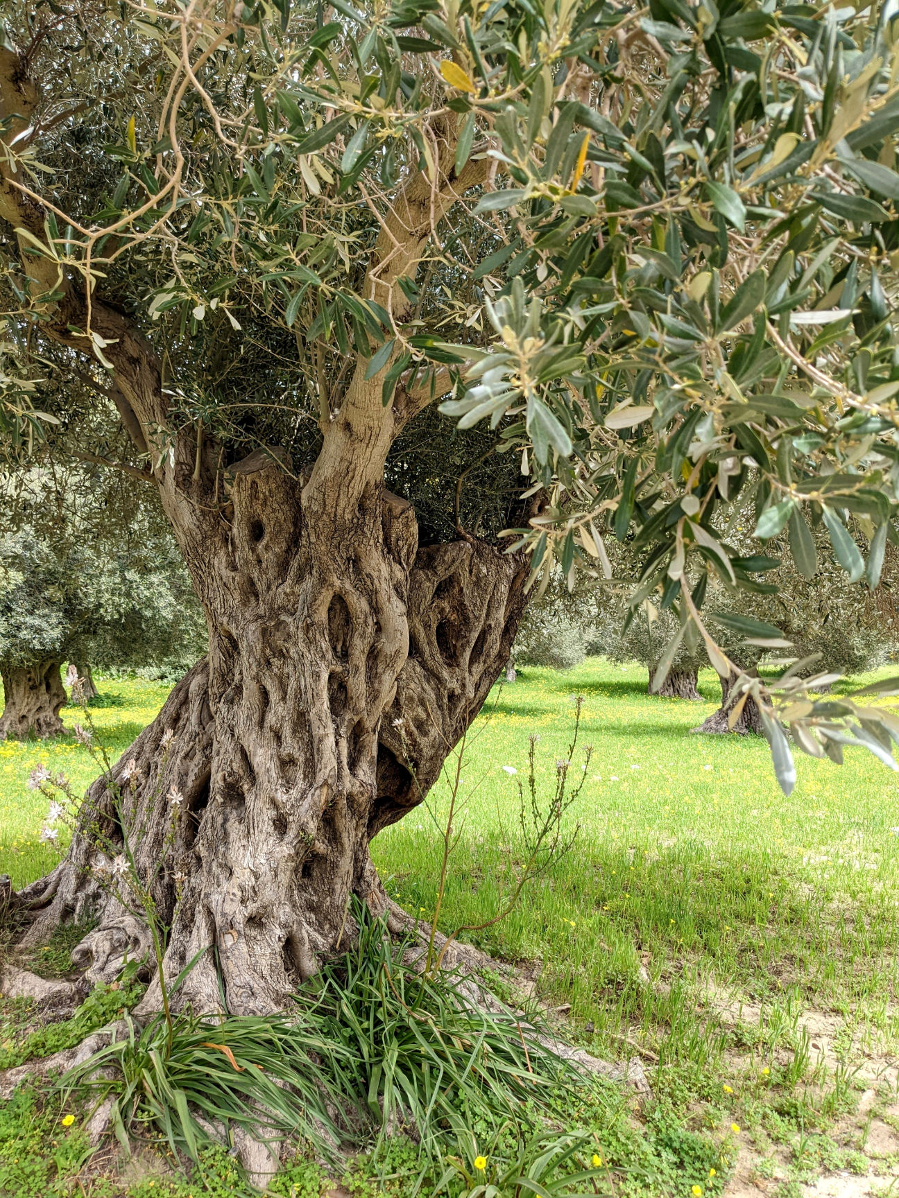 alter Olivenbaum Kreta