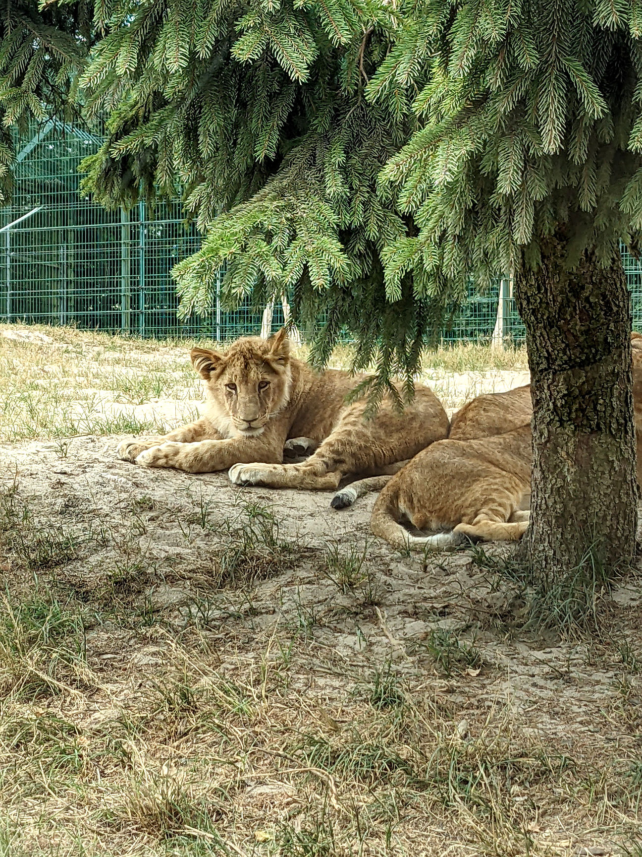 Ausflugsziele Dänemark Zoo