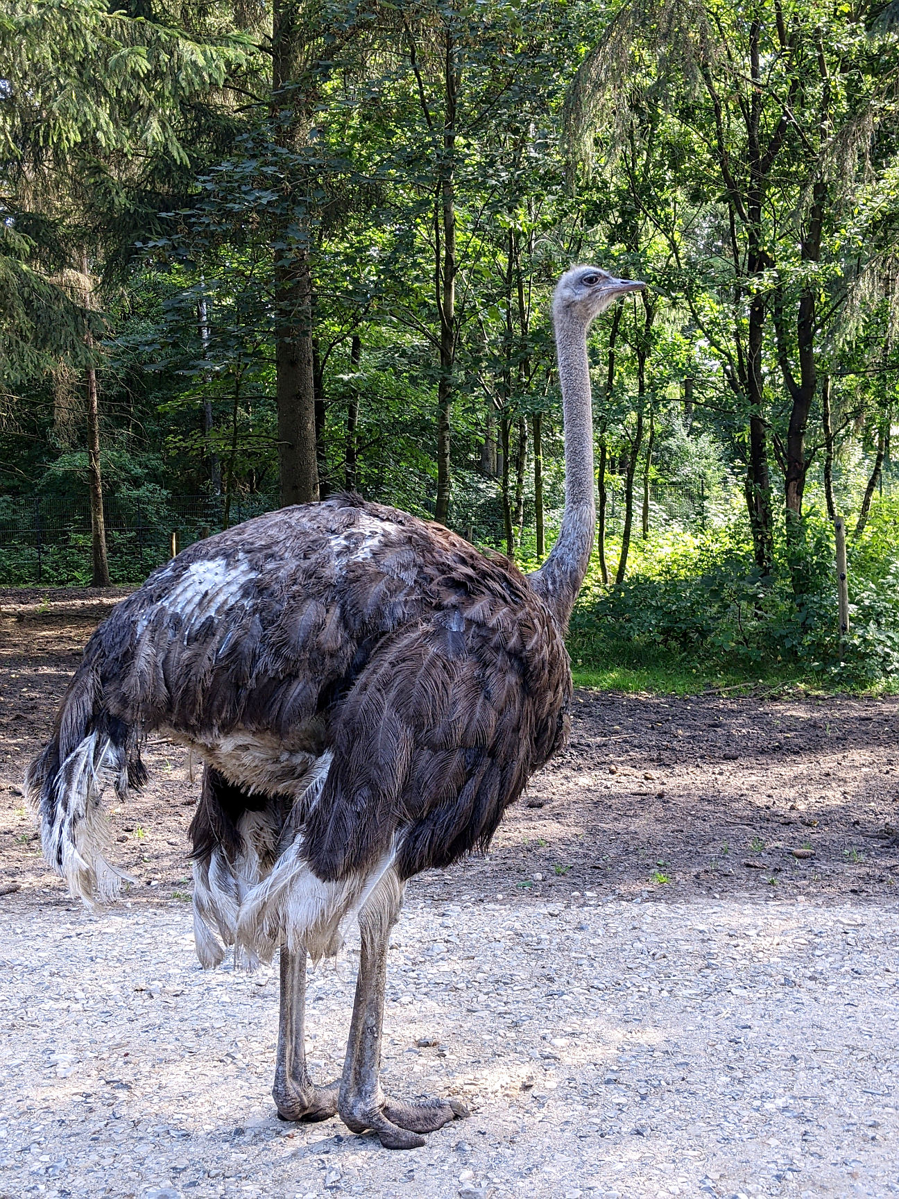 Givskud Zoo Dänemark