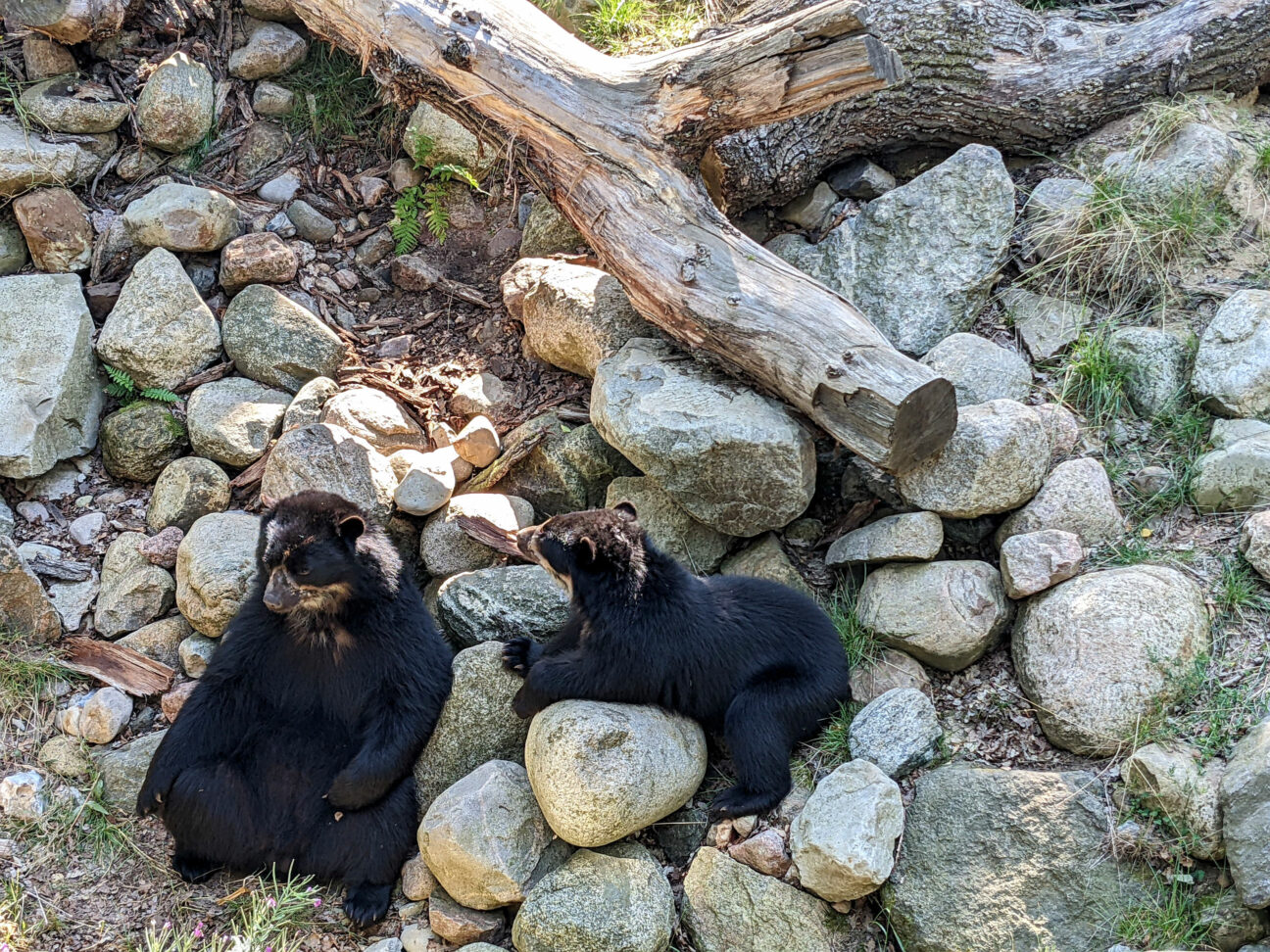 Givskud Zoo Erfahrungen