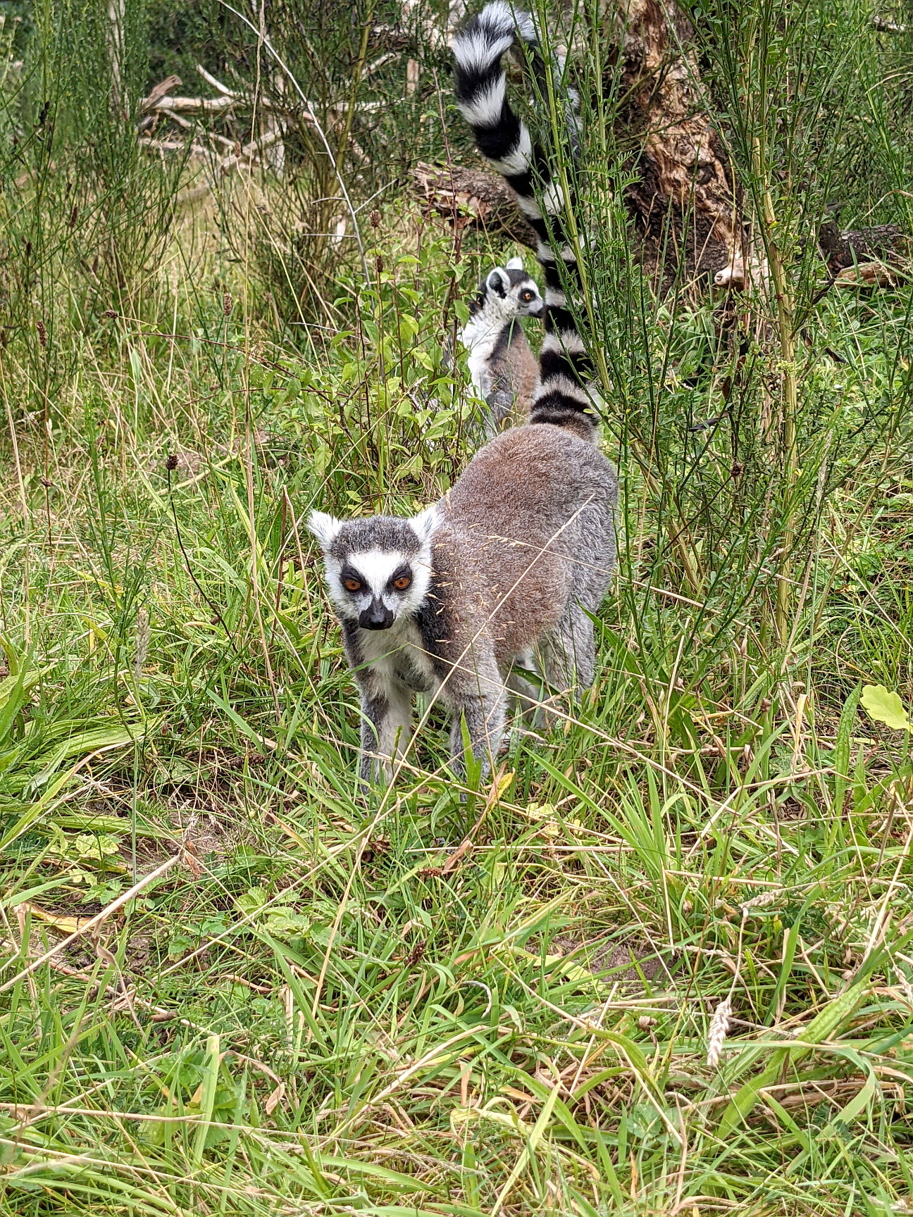 Givskud Zoo Tipps