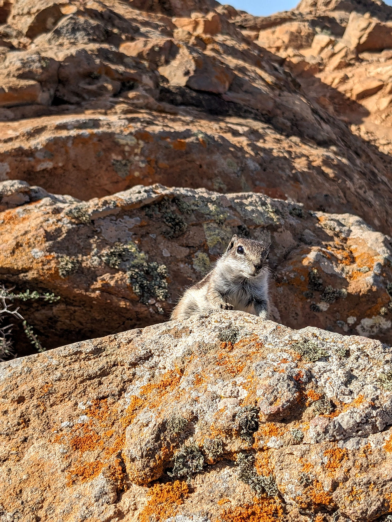 Fuerteventura Atlashörnchen